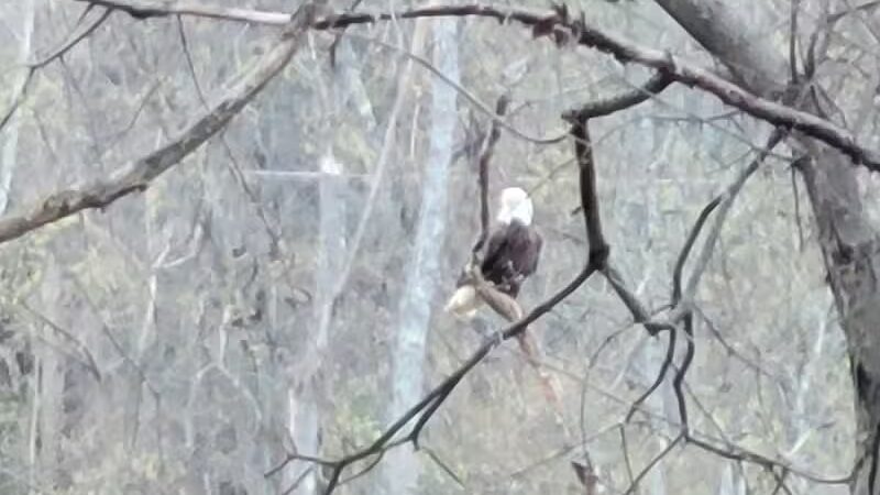 Canine Commons Dog Park - Binghamton, NY
