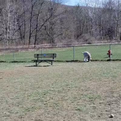 Canine Commons Dog Park - Binghamton, NY