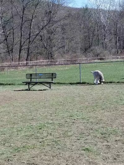 Canine Commons Dog Park - Binghamton, NY