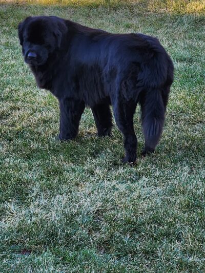 Hope's Kennels Inc - Blairstown, NJ