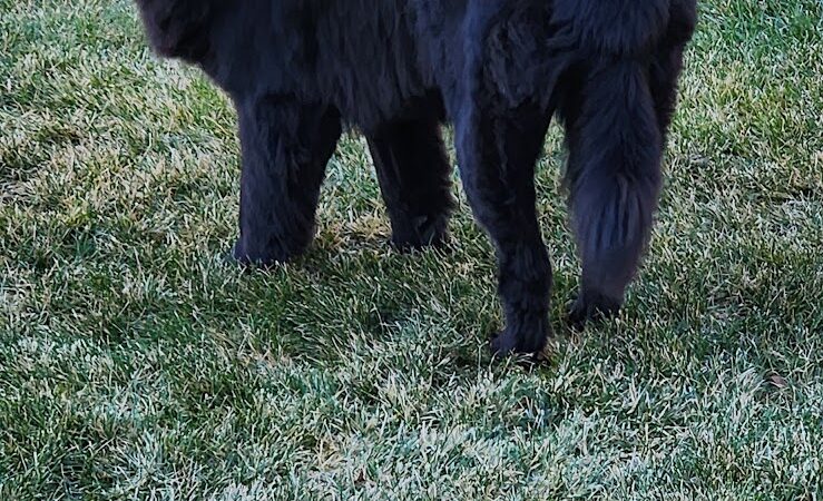 Hope's Kennels Inc - Blairstown, NJ