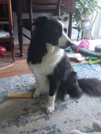 Hope's Kennels Inc - Blairstown, NJ