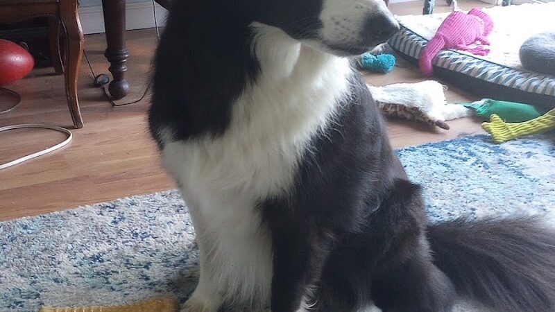 Hope's Kennels Inc - Blairstown, NJ