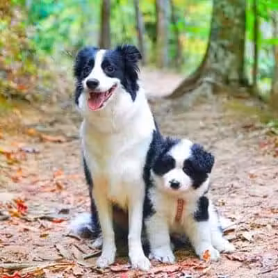 Hope's Kennels Inc - Blairstown, NJ
