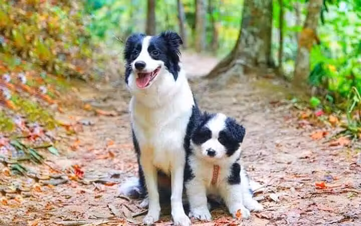 Hope's Kennels Inc - Blairstown, NJ