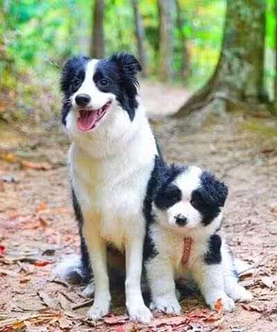 Hope's Kennels Inc - Blairstown, NJ