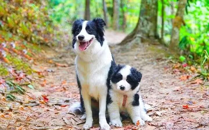 Hope's Kennels Inc - Blairstown, NJ