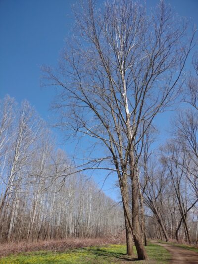 Kelley Park - Blairsville, PA