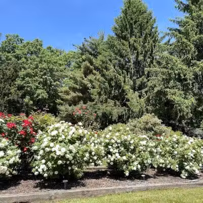 Brookdale Park - Bloomfield, NJ