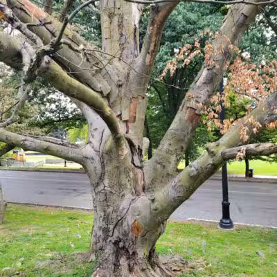 Brookdale Park - Bloomfield, NJ