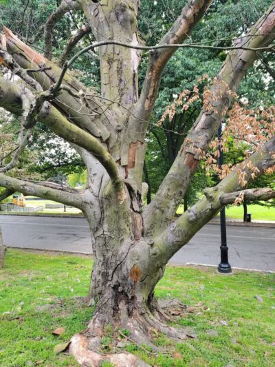 Brookdale Park - Bloomfield, NJ