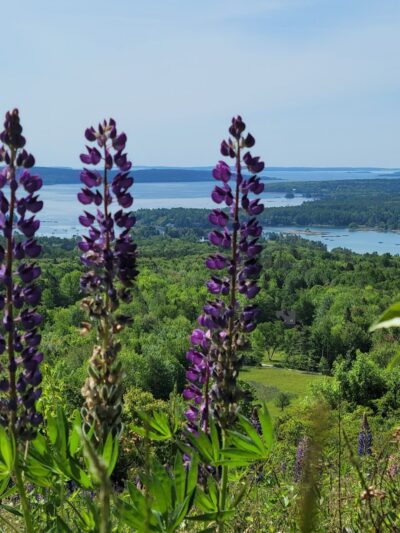 Blue Hill Mountain Osgood Trail- Blue Hill Heritage Trust - Blue Hill, ME