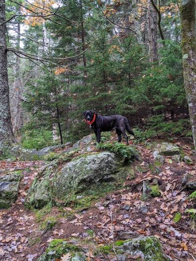 Blue Hill Mountain Osgood Trail- Blue Hill Heritage Trust - Blue Hill, ME