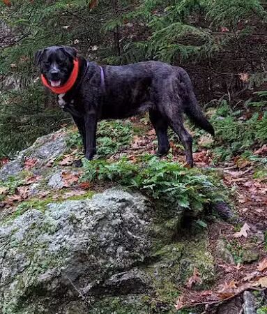 Blue Hill Mountain Osgood Trail- Blue Hill Heritage Trust - Blue Hill, ME
