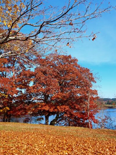 Blue Hill Town Park - Blue Hill, ME