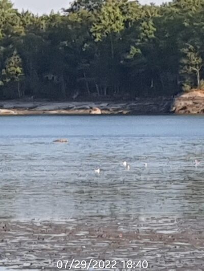 Blue Hill Town Park - Blue Hill, ME