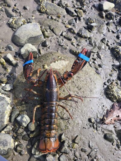 Horton Emerson Park - Blue Hill, ME