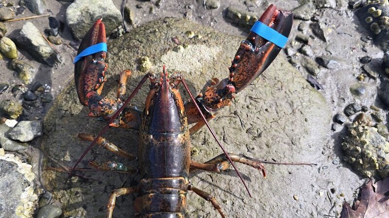 Horton Emerson Park - Blue Hill, ME