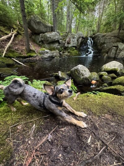 Peters Brook Trail - Blue Hill Heritage Trust - Blue Hill, ME