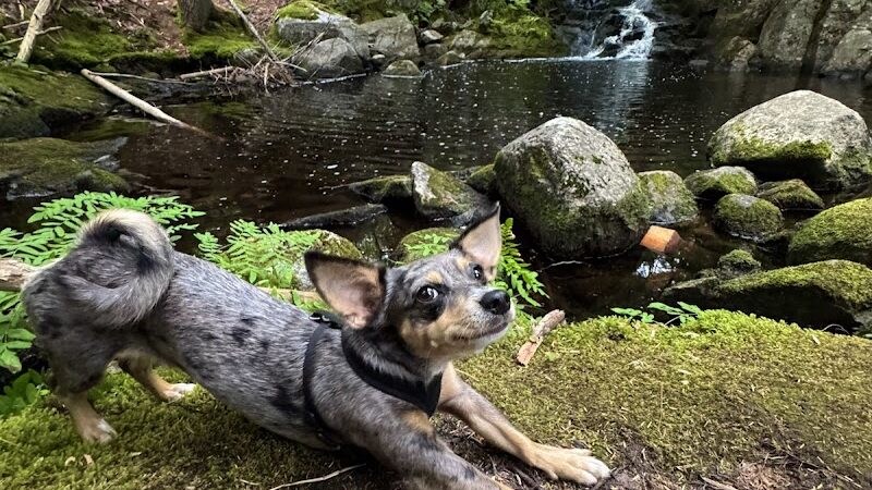 Peters Brook Trail - Blue Hill Heritage Trust - Blue Hill, ME