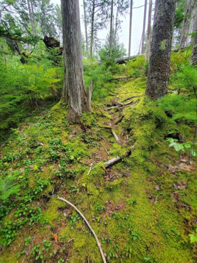 Peters Brook Trail - Blue Hill Heritage Trust - Blue Hill, ME