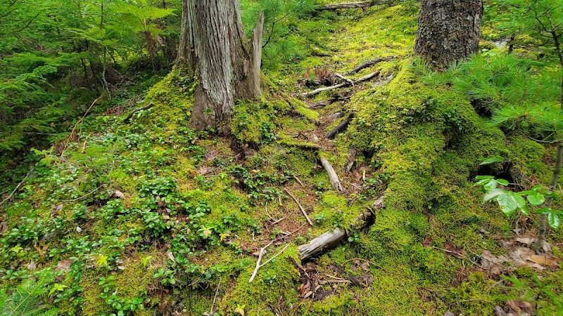 Peters Brook Trail - Blue Hill Heritage Trust - Blue Hill, ME