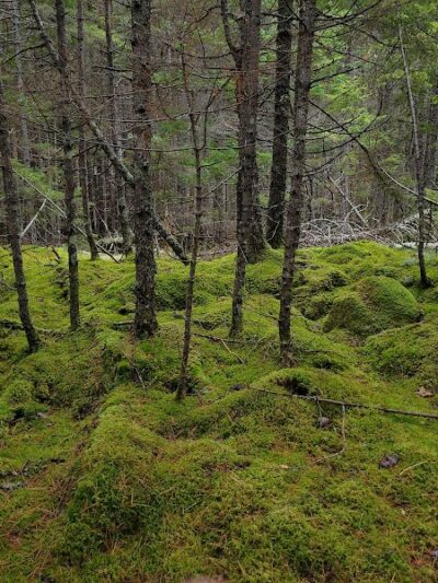 Peters Brook Trail - Blue Hill Heritage Trust - Blue Hill, ME
