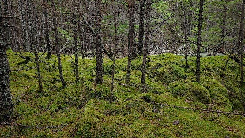 Peters Brook Trail - Blue Hill Heritage Trust - Blue Hill, ME
