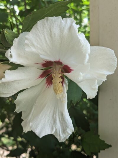 Boiling Springs Community Park - Boiling Springs, SC