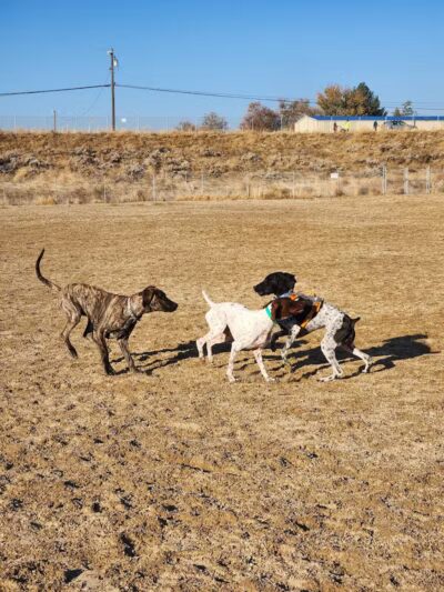 Fort Boise Dog Park