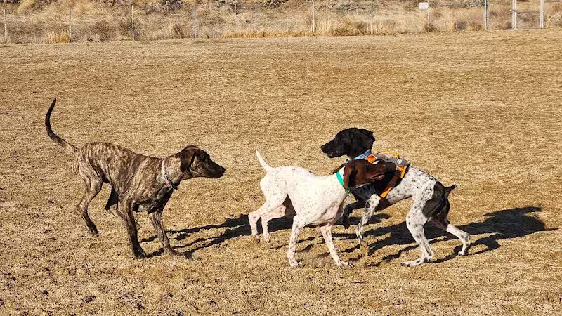 Fort Boise Dog Park