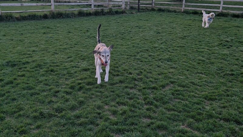 Molenaar Dog Park