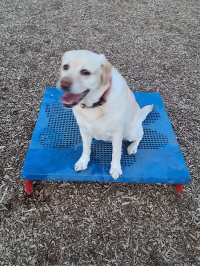 Morris Hill Dog Park