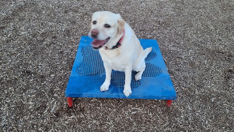 Morris Hill Dog Park