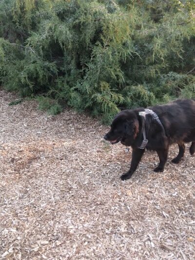 Morris Hill Dog Park