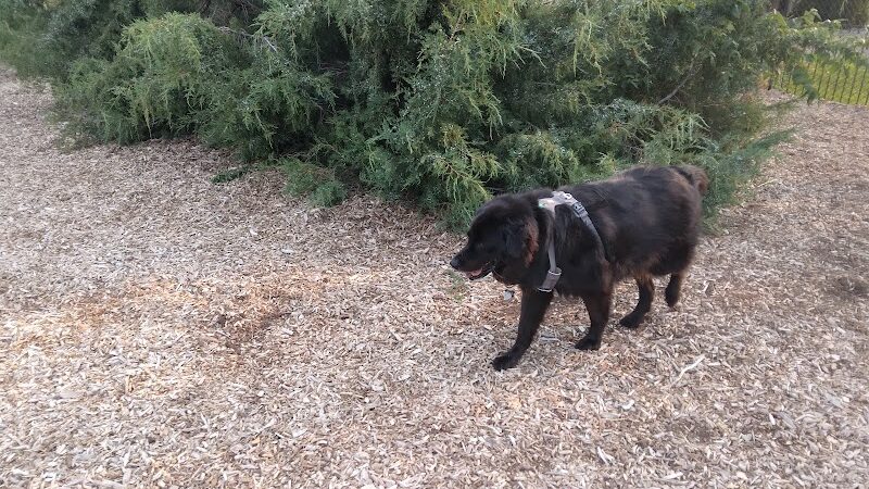 Morris Hill Dog Park