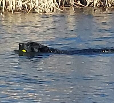 Morris Hill Dog Park