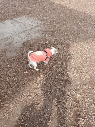 Morris Hill Dog Park