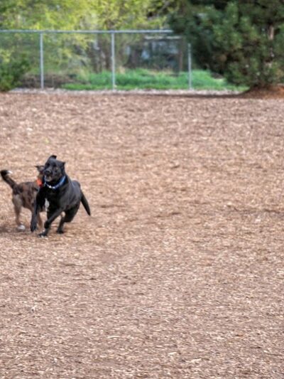 Morris Hill Dog Park