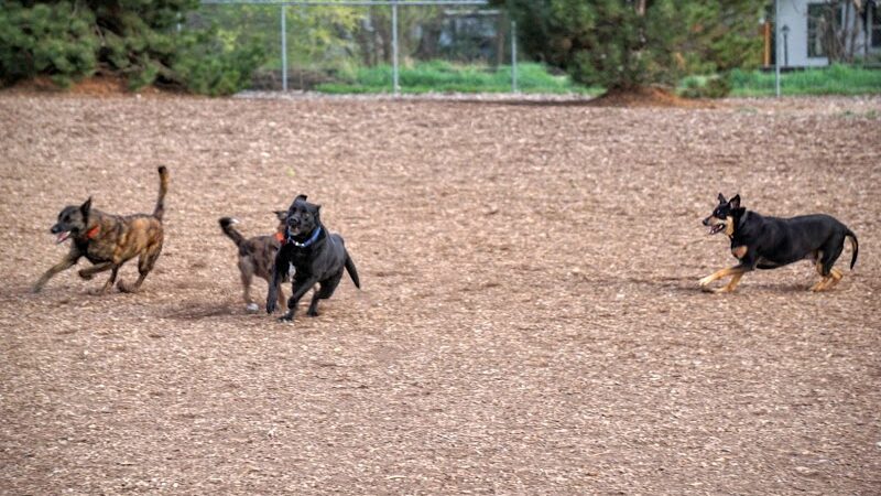 Morris Hill Dog Park