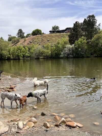 Together Treasure Valley Dog Island