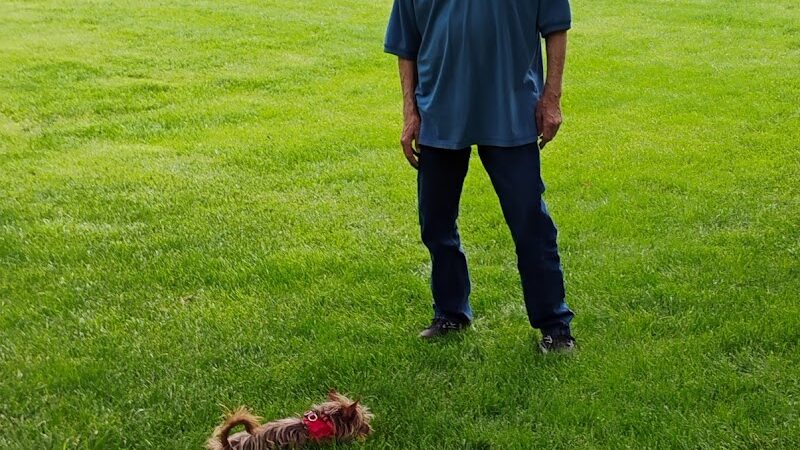 Together Treasure Valley Dog Island