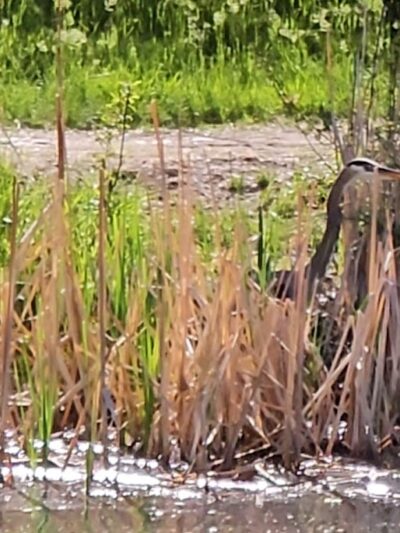 Together Treasure Valley Dog Island