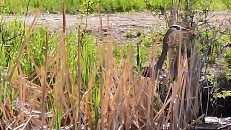 Together Treasure Valley Dog Island