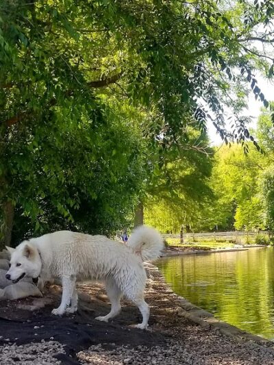Together Treasure Valley Dog Island