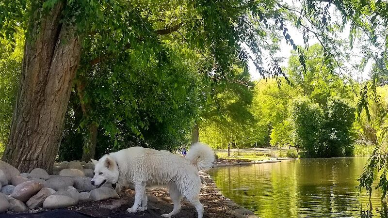 Together Treasure Valley Dog Island