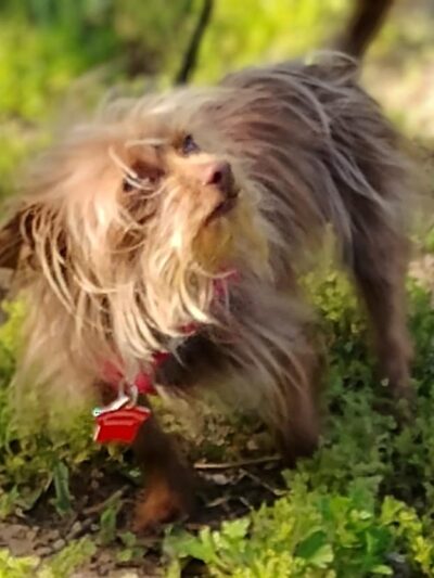 Together Treasure Valley Dog Island