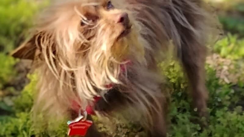 Together Treasure Valley Dog Island