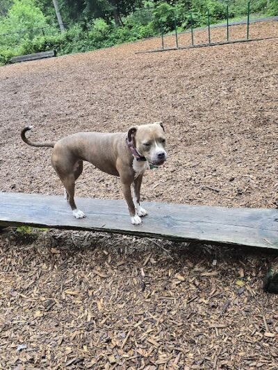 Hounds Hollow Dog Park - Bonney Lake, WA