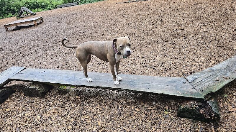 Hounds Hollow Dog Park - Bonney Lake, WA